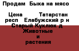 Продам  Быка на мясо  › Цена ­ 60 - Татарстан респ., Елабужский р-н, Старый Куклюк д. Животные и растения » Другие животные   